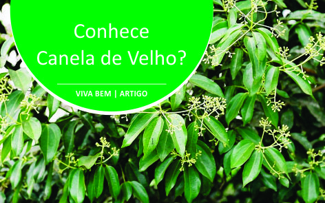 Canela de Velho: o que é? Veja os benefícios